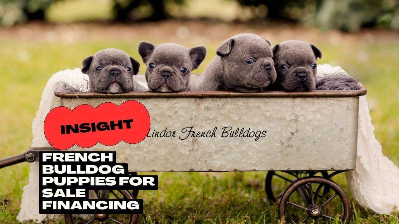 French Bulldog Puppies for Sale Financing