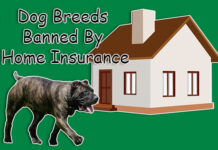 Dog Breeds Banned By Home Insurance Dog Breeds Banned By Home Insurance